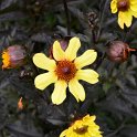 Dahlia x 'Taxi Driver'